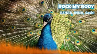 R3HAB, INNA, Sash! - Rock My Body #r3hab