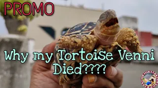 My Tortoise Died??Why?Promo..