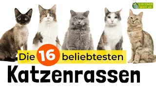 Top 16 - Die beliebtesten Katzenrassen 🐱