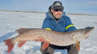 Multiple MONSTER Pike! | Pike Fishing in March for Southern Alberta Giants!