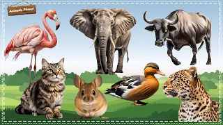 A Fun and Adorable Animal Video: Mouse, Duck, Leopard, Flamingo, Buffalo, Elephant