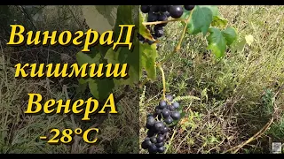 Виноград кишмиш Венера неукрывной сорт винограда / -28°С.