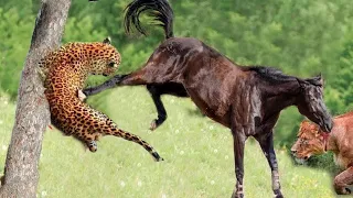 Poor Wild Horse! Hungry Leopards And Lions Hunt Wild Horses In Their Territory - What Happens Next?