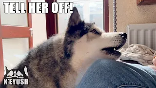 I Caught My Husky Complaining About ME To My Mum!