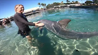 Dolphin experience SeaWorld