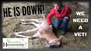 He Is Down!  Emergency Vet Call!  // Versatile Horsemanship