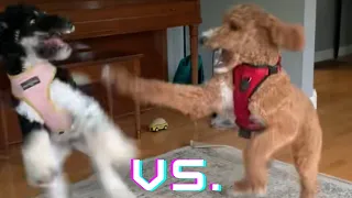 Standard Poodle vs. Goldendoodle
