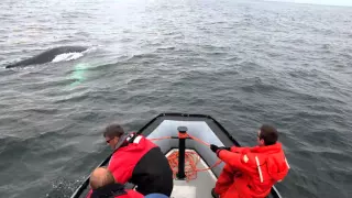 Saving Whales in the Bay of Fundy