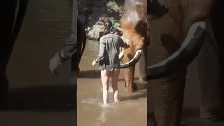 funny animals attack human 🦣#shorts