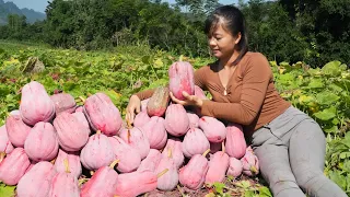 Harvest Red Pumpkin Goes To Countryside Market Sell, Cooking Pumpkin Flower - Free Bushcraft