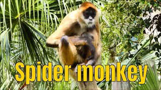 Spider monkey, Auckland zoo, New Zealand.