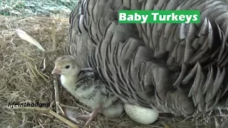 Hatching baby Turkeys, From egg collection to hatching.