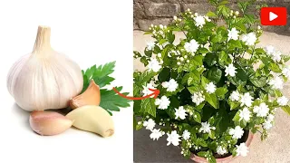 Unique Techniques To Grow Mogra Jasmine Plant from Cutting Using Natural Hormone Garlic.