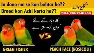 Fisher Vs Peach face Comparison | rosicoli lovebird and fisher | difference of fisher and peach face
