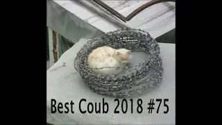 Best Coub 2018 лучшие приколы октябрь #75