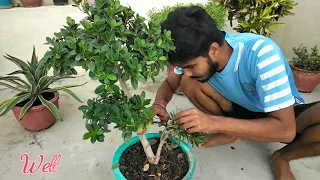 how to make bonsai /bonsai kaise banaye #bonsai #drabhikavlog #bonsaireport