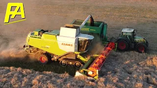 🚜 #Mähdrescher CLAAS LEXION 760 bei Sonnenuntergang am Raps dreschen an der Ostsee #DreschAction