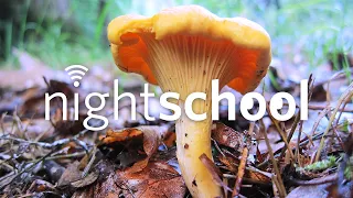 NightSchool: Fungi Underground