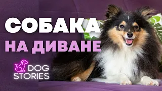 Собака на диване 🐕 Можно ли собаке на кровать или диван 🐩 Щенок спит на месте вожака и доминирует 🐾