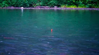 EPIC Salmon BOBBER DOWNS! - Float Fishing River Salmon 2021