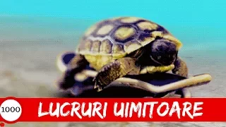 Top 1000 Lucruri UIMITOARE