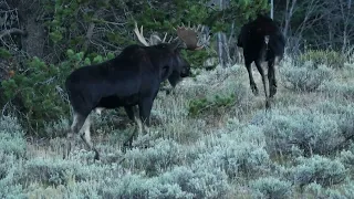 Moose Courting Attempt 1