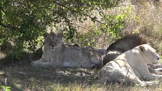 Молодые львы дружно отдыхают в тенистом уголке!