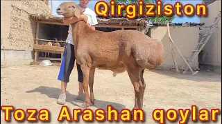 😱👍Qirgiziston BESHKEK ARASHAN Tzalaridan keldi shoshiliglar soni cheklangan