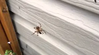 Spider eating