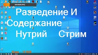 Нутрия разведение и содержание  09.01.2022  СТРИМ