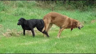 Monti Bully - Amazing Rural Dogs !! Dog Meeting for the Summer Season in Village.