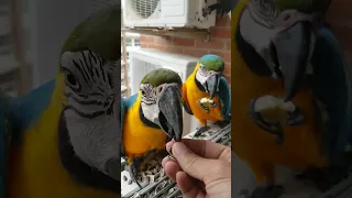 Guacas Caraqueñas #guacamayas #caracas #venezuela #video #love #youtube #instagram #tiktok