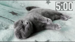 5 Minute Countdown Timer | Cutest Kittens | Adorable Cats