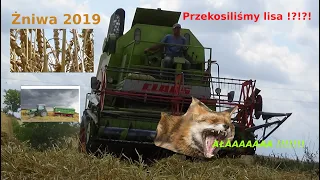 HIT SEZONU! Żniwa 2019. Przekoszony lis !? CLAAS MERCATOR 75