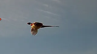 2023 Montana Pheasant Opener - KOL 216 #shotkam #pheasant #montana