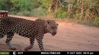 Camera Trap Highlights on World Wildlife Day