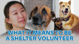 An honest interview with Animal Shelter Volunteers (feat. SOSD)