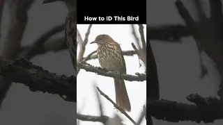 Can you identify this thrush-like bird?