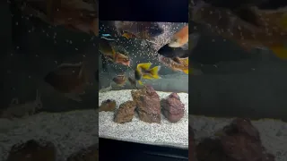 Feeding the 75 Gallon African Cichlid Tank!