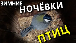 Где ночуют птицы?