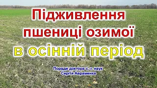 Підживлення пшениці озимої в осінній період