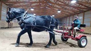 Training Draft Horse Percheron to Drive Pioneer Cart
