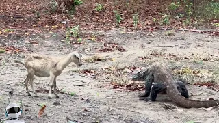 Не на Того Нарвался! Битвы Животных Снятые на Камеру