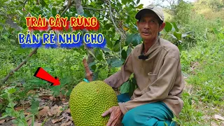 TRÁI CÂY rừng, bán rẻ như cho, THƯƠNG LÁI ép giá, nông dân không có GẠO ĂN - tập 1017