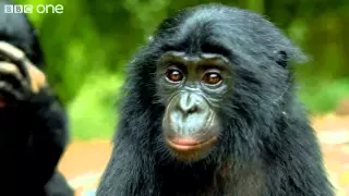 Making a Bonobo laugh   Animals in Love  Episode 1   BBC One clip15