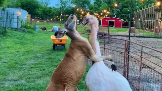 Kangaroo vs Rhea (Solar Eclipse Edition)