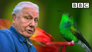 David Attenborough meets a very glamorous hummingbird 😍 BBC