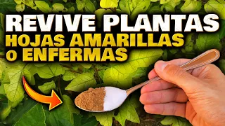 REVIVE tus PLANTAS en HORAS!! SALVA y CURA las HOJAS AMARILLAS o MARCHITAS | Abono Casero Orgánico