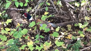 WNY pheasant release 2022