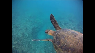 Maui Snorkeling Honolua Bay Green Sea Turtles GoPro